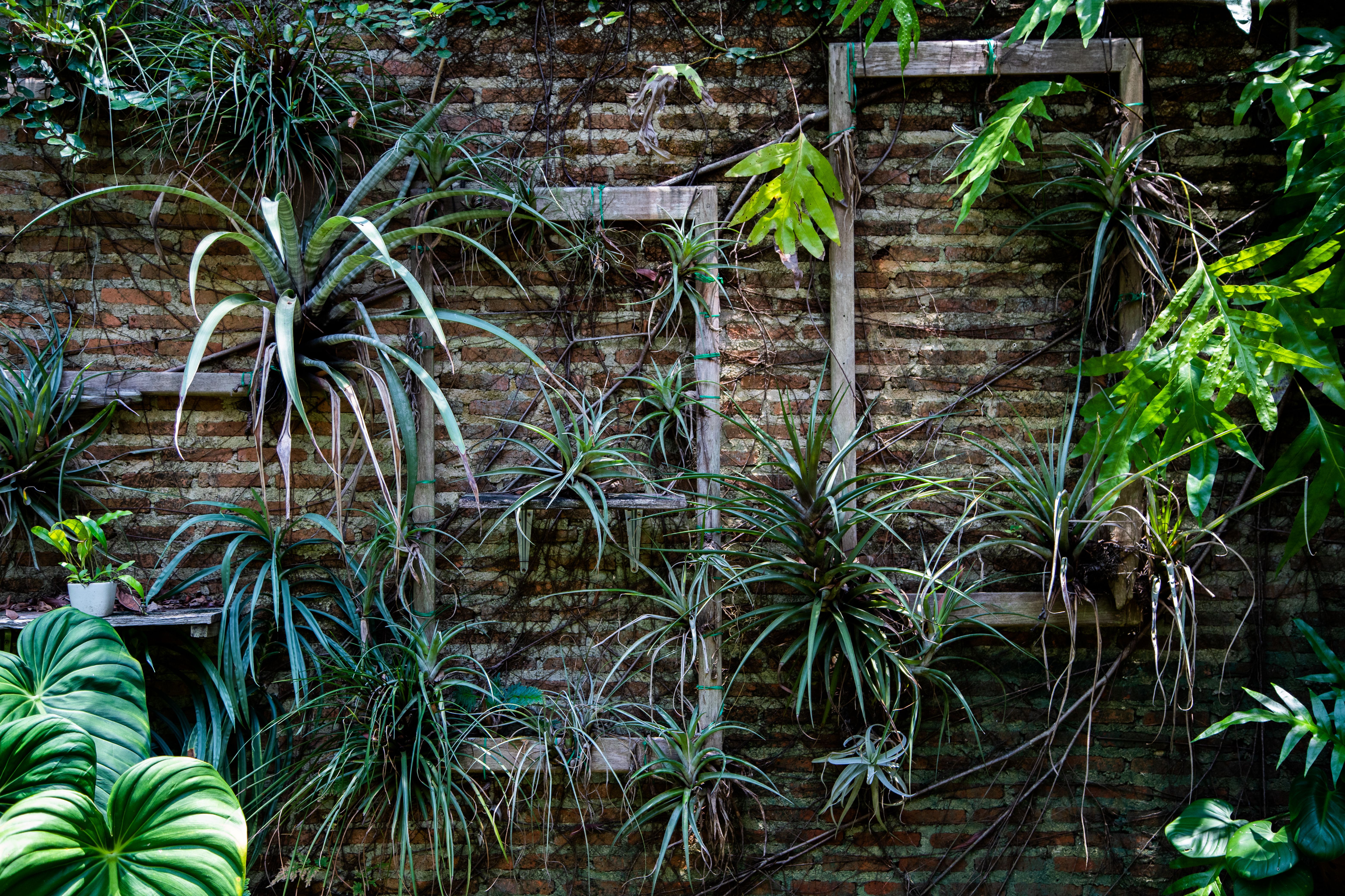 Jardín vertical o muro verde: no todos son iguales, y confundirlos sale caro